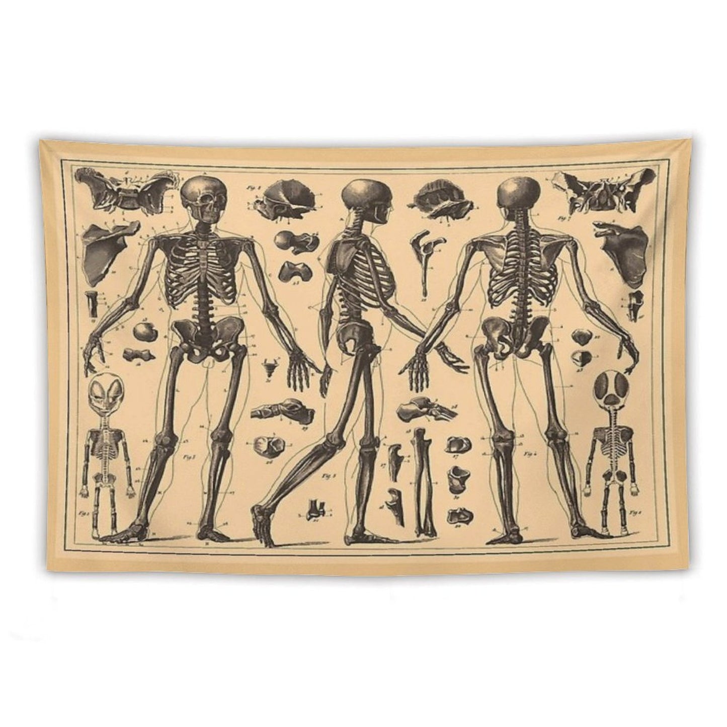Vintage Human Skeleton Anatomy Diagram Tapestry