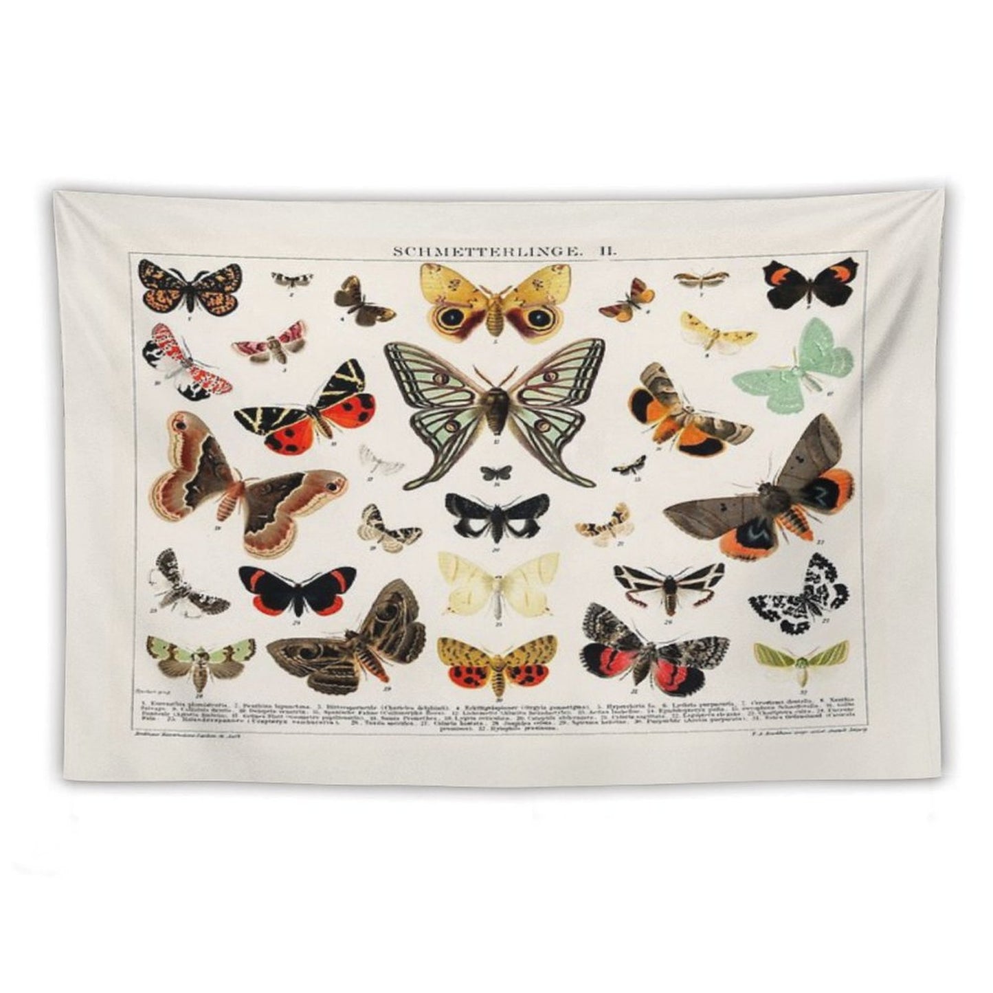 1894 Antique Butterfly Classification Illustration Tapestry