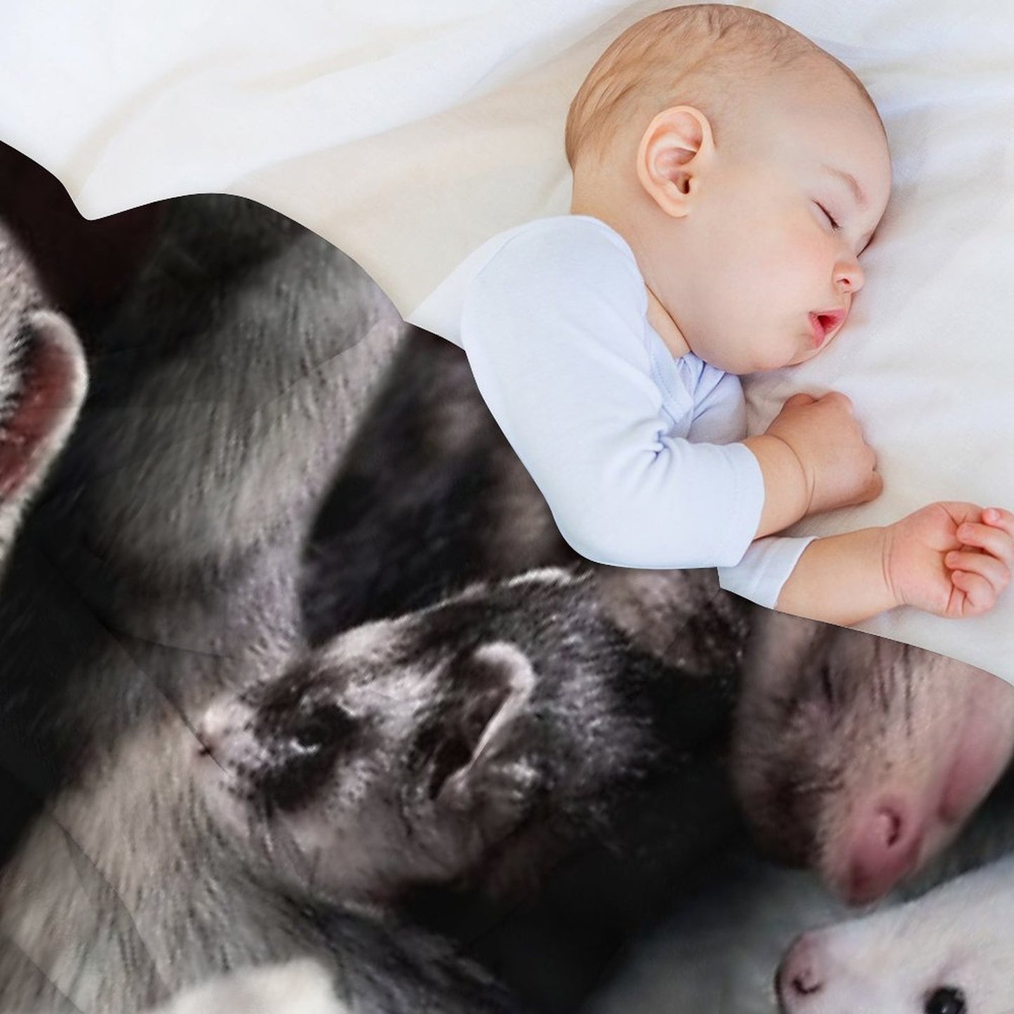 Ferrets Throw Blanket