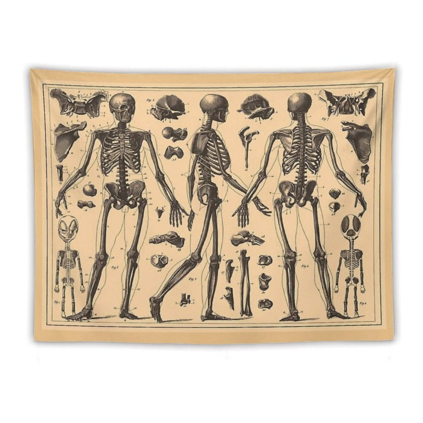 Vintage Human Skeleton Anatomy Diagram Tapestry