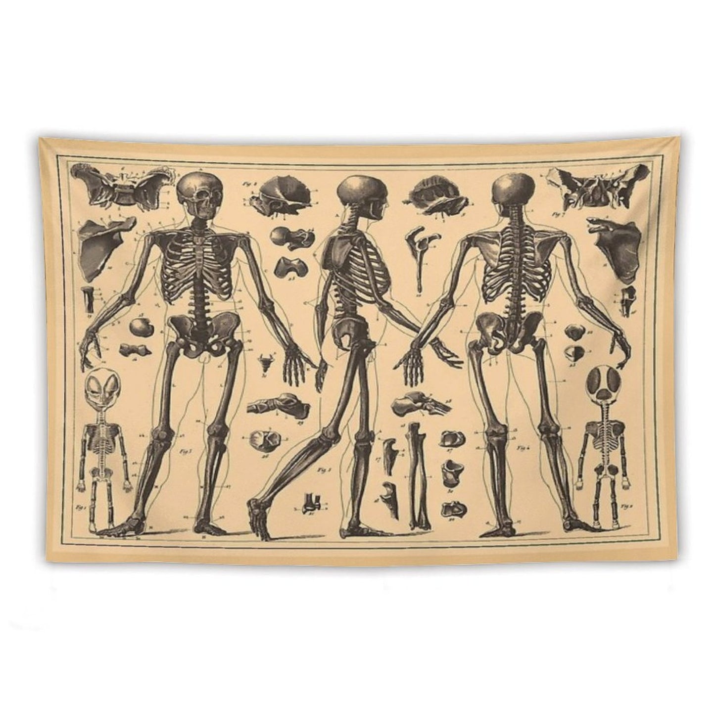 Vintage Human Skeleton Anatomy Diagram Tapestry