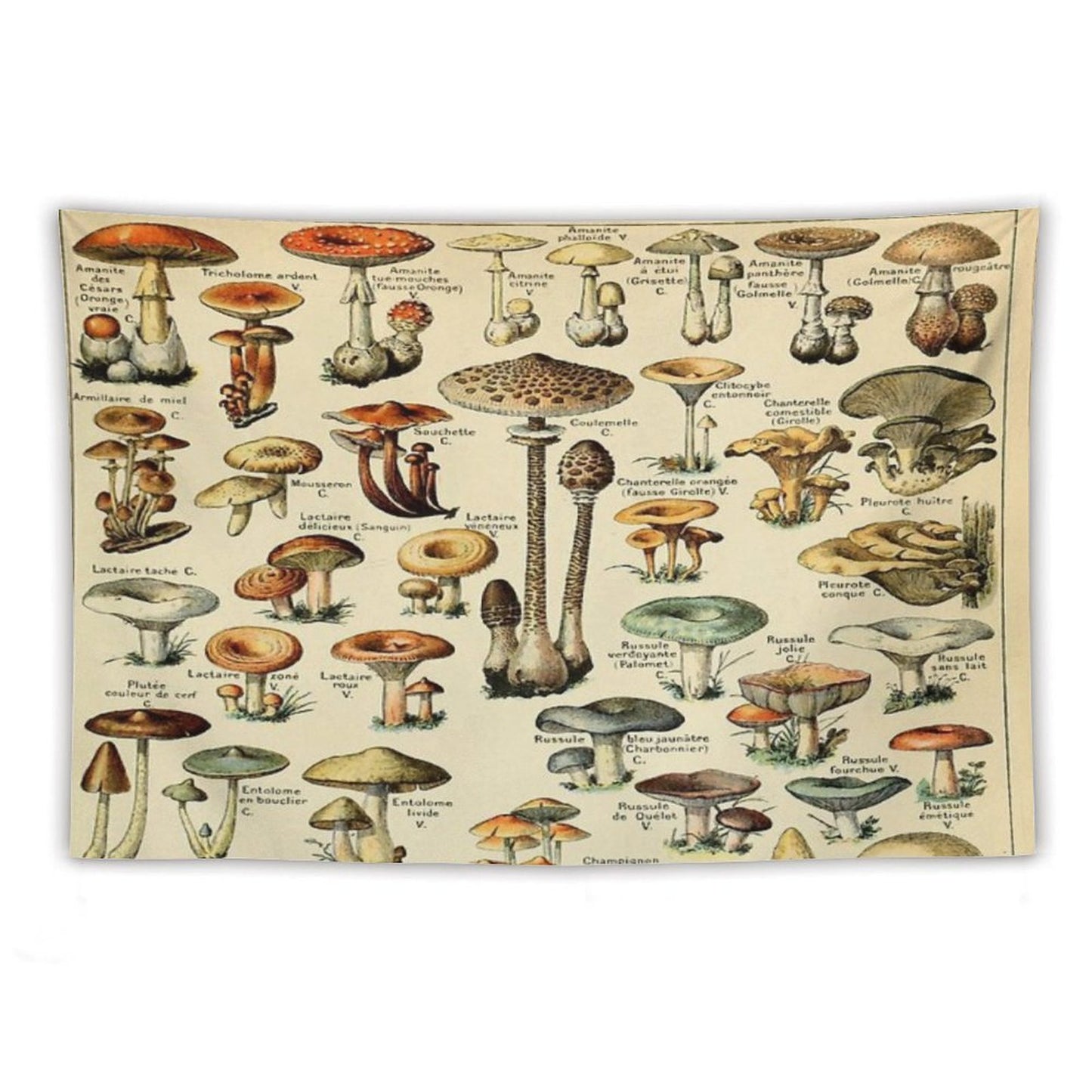 Mushrooms Tapestry