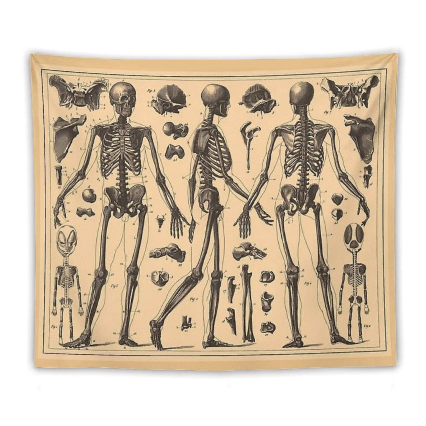 Vintage Human Skeleton Anatomy Diagram Tapestry