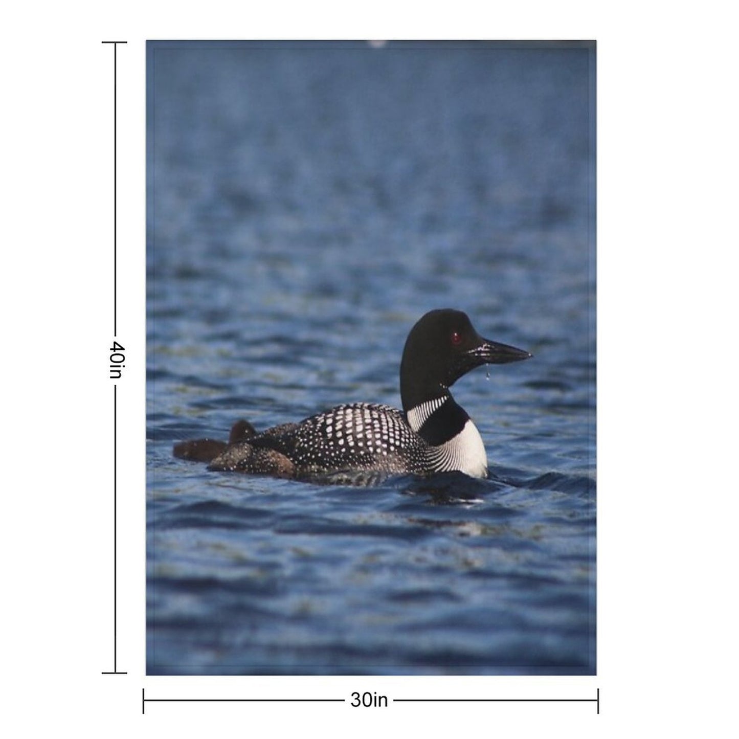 Common Loon Throw Blanket