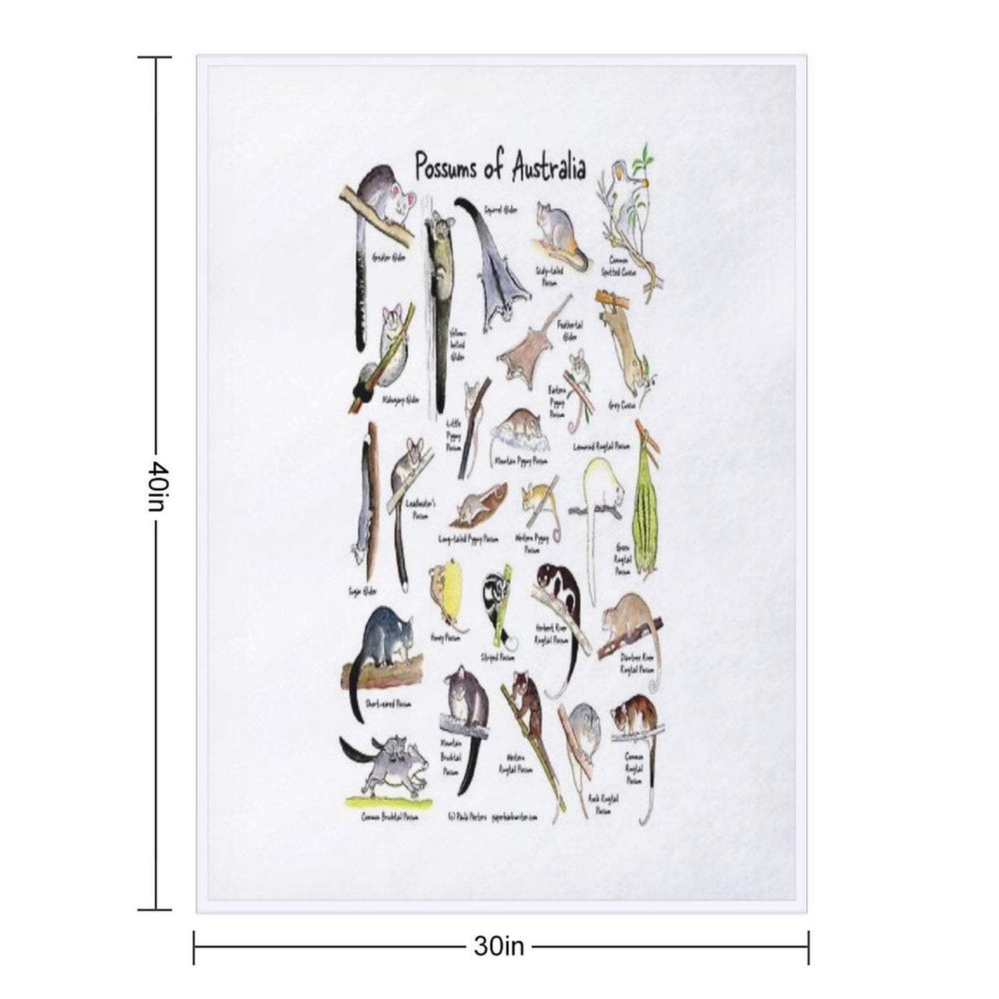 Possums of Australia (with Names) Throw Blanket