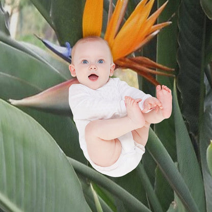 A Beautiful Bird of Paradise Flower from Madeira Throw Blanket