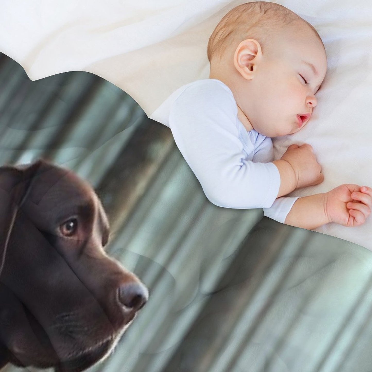 German Shorthaired Pointer Hunting ,  Forest Throw Blanket