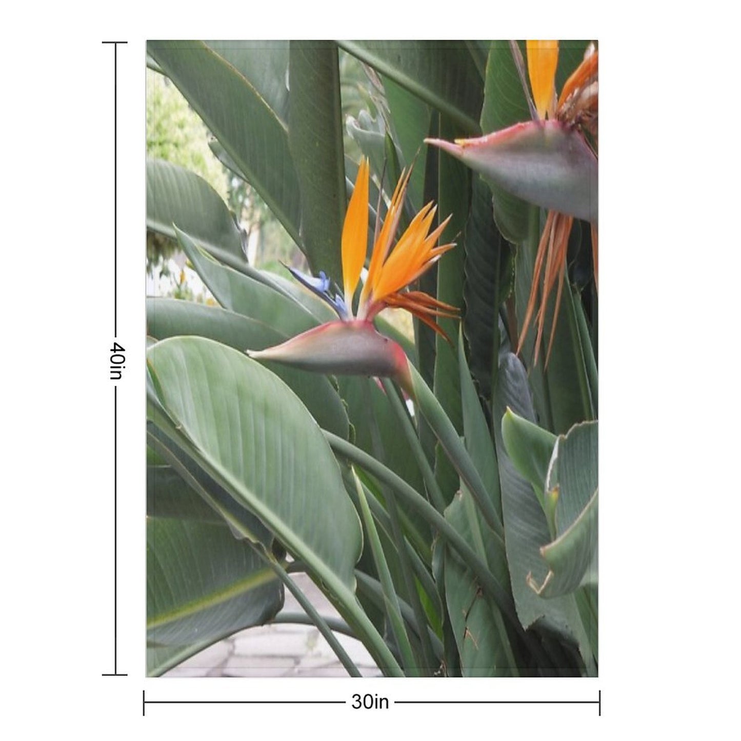 A Beautiful Bird of Paradise Flower from Madeira Throw Blanket